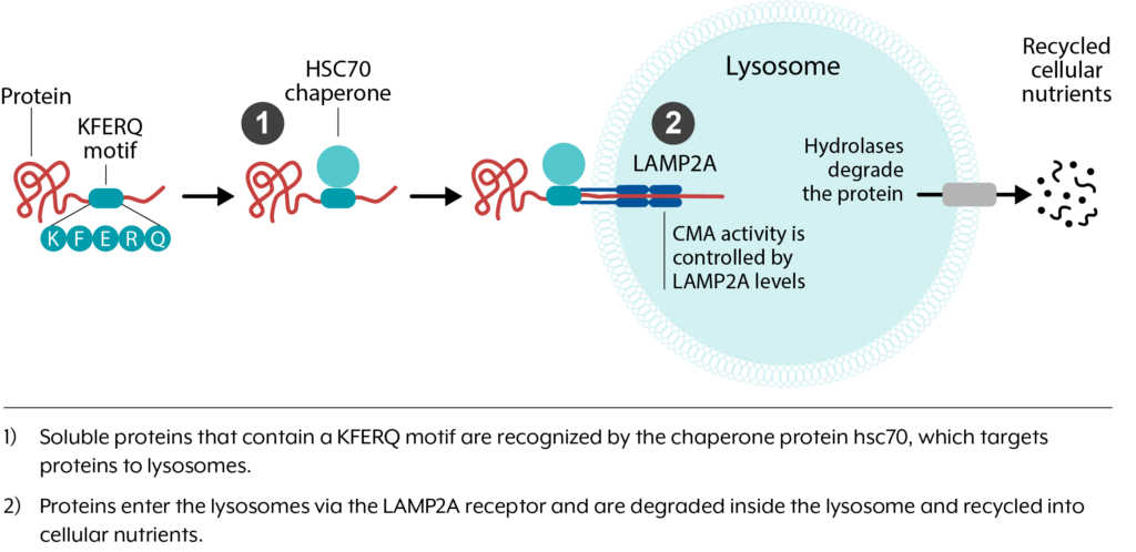 Life Biosciences Chaperoned-Mediated Autophagy